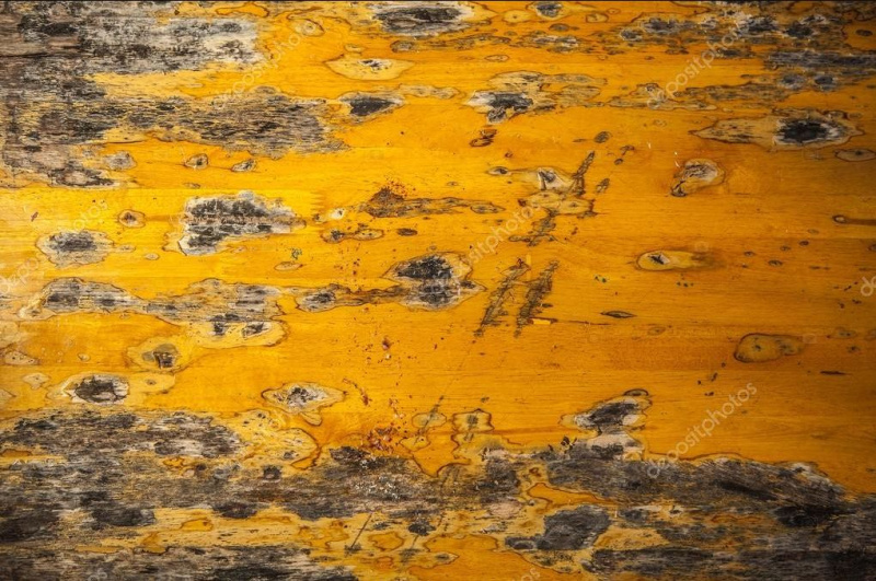 Как защитить древесину от плесени и других грибков